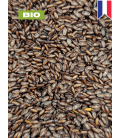 Psyllium noir, plantago afra, tisane de psyllium noir, graine entière, plantes en vrac