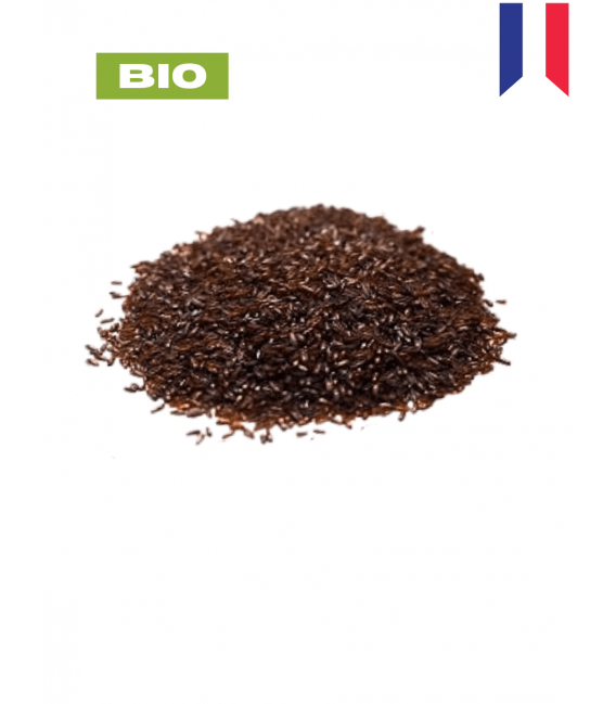 Psyllium noir, plantago afra, tisane de psyllium noir, graine entière, plantes en vrac