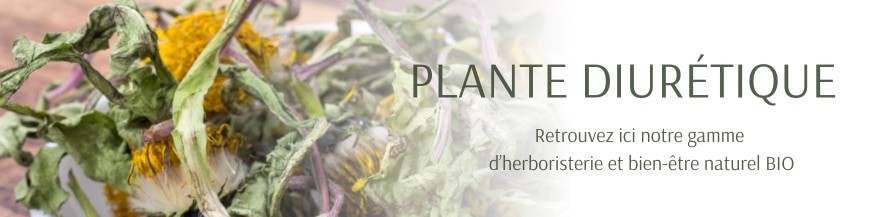 Plante diurétique