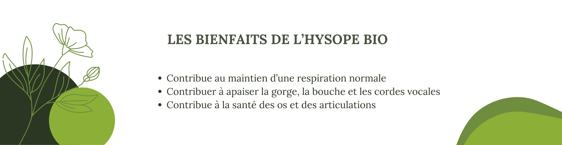 Les bienfaits de l'hysope BIO