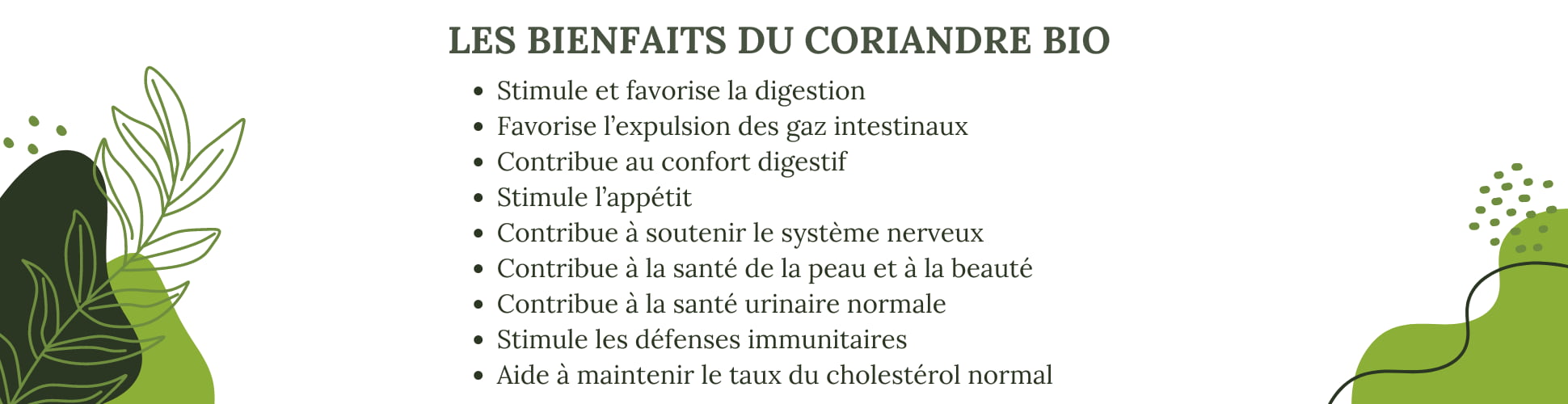 Les bienfaits de la coriandres BIO