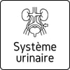 Système urinaire