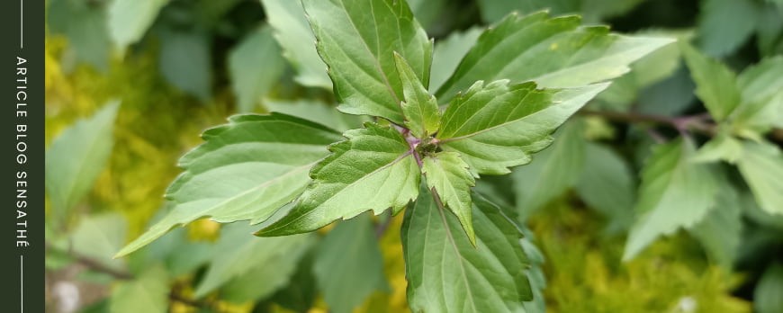 Quelle plante est la plus diurétique ? 