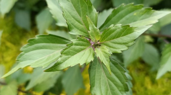 Quelle plante est la plus diurétique ? 